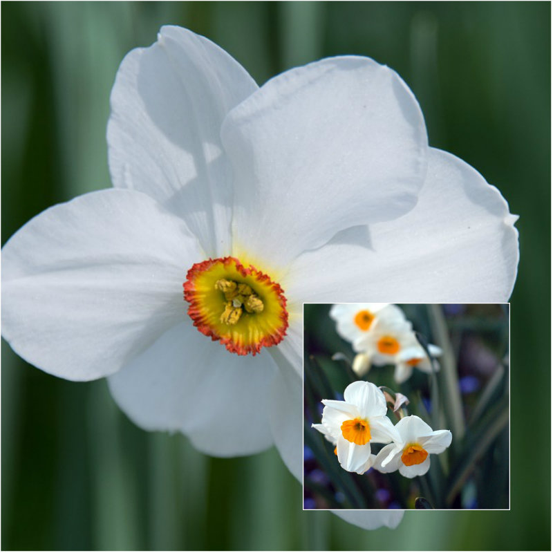 daffodil